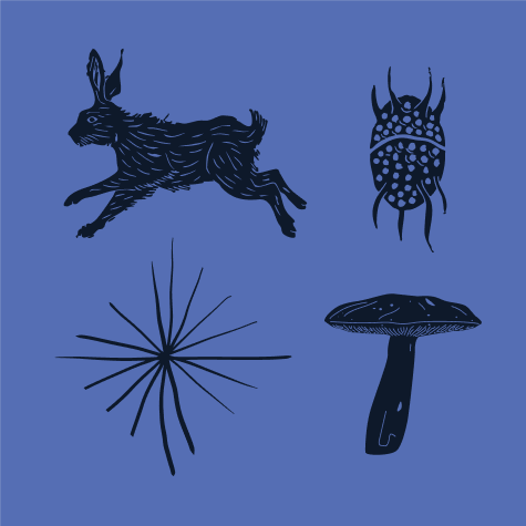 Festival Illustrations